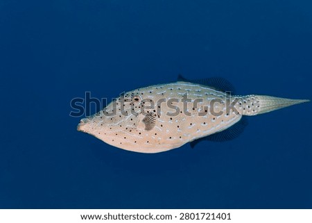 Scrawled filefish, broomtail filefish or scribbled leatherjacket (Aluterus scriptus) Cozumel, Mexico