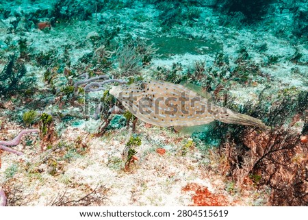 Scrawled filefish, broomtail filefish or scribbled leatherjacket (Aluterus scriptus) Cozumel, Mexico