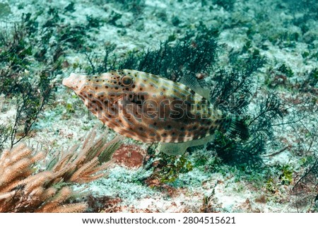 Scrawled filefish, broomtail filefish or scribbled leatherjacket (Aluterus scriptus) Cozumel, Mexico