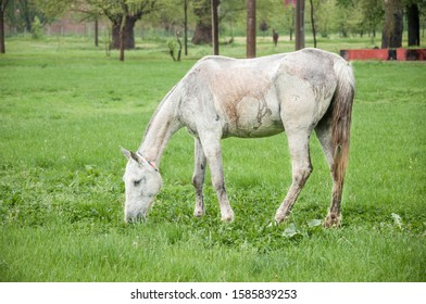 A Scrawny Horse Feeding On Meadow