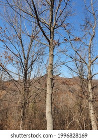 The Scrawny Trees Of The Winter Mountain.