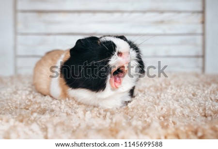 Scream in the notification. Guinea pig yawns and shows her teeth. The pet is tired. Poster. Sale, advertising. Lazy people.