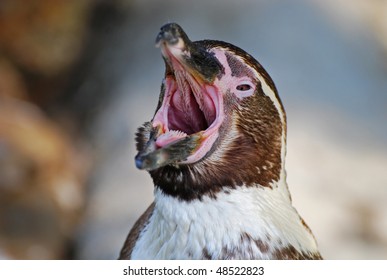 Penguins Mouth Teeth / Why The Inside Of A Camel S Mouth Looks Like A