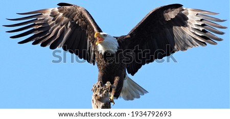 Screaming Adult Bald Eagle on the West Coast of Florida