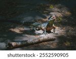 Screaming Australian water dragon, Intellagama lesueurii, on a hiking path in the Blue Mountains in Katoomba, New South Wales, Australia