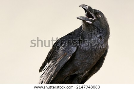 screaming black raven on a light background close-up