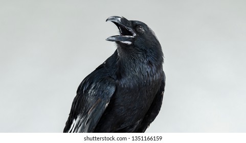 screaming black raven portrait - Shutterstock ID 1351166159