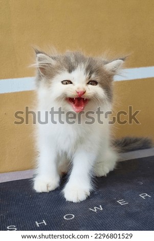Screaming Cat and Funny Cat