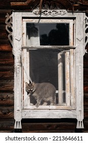 Screaming Cat In The Window