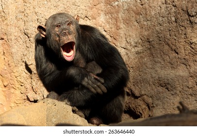 screaming-chimp-260nw-263646440.jpg