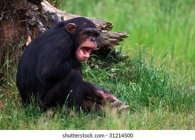 227 Chimpanzee screaming Stock Photos, Images & Photography | Shutterstock