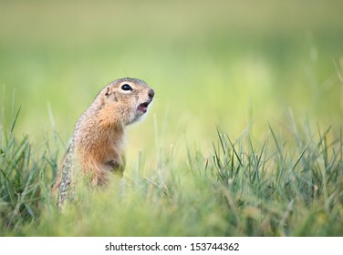 Screaming Gopher