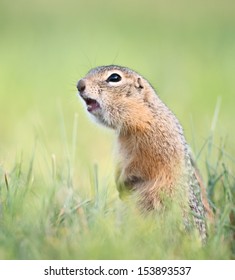 Screaming Gopher