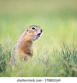 Screaming Gopher