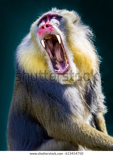 マンドリルの叫び オス猿の口を開けて歯を見せる の写真素材 今すぐ編集