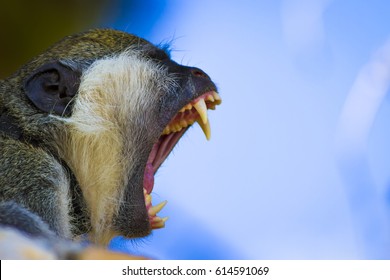 A screaming monkey. Monkey portrait. Blue sky background.