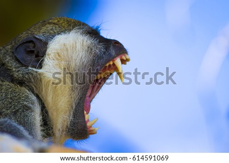 A screaming monkey. Monkey portrait. Blue sky background.