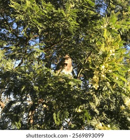 screaming monkey in the tree