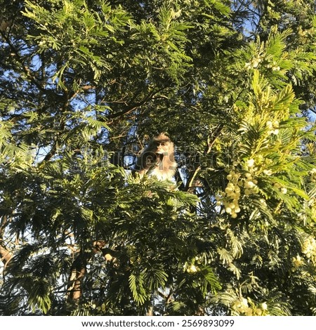 screaming monkey in the tree