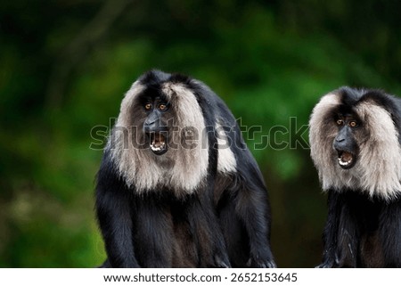 Screaming monkeys. Lion-tailed macaque, Macaca silenus, in green rainforest. Also known a wanderoo. Black fur monkey with silver mane surrounding its face. Natural group behavior. Endemic to India.