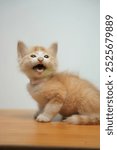 Screaming Persian cute cat. yelling ginger kitty