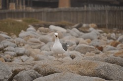 Screaming Seagull At Asilomar Beach