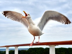 Screaming Seagull On Handrail With Spread Wings