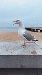 Screaming Seagull On A Parapet Against The Background Of The Sea