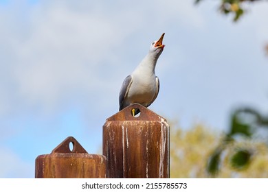 Screaming seagull on top of rusty metal pole. Funny angry red eyed seagull with big opened mouth.