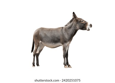 screaming somali donkey isolated on a white background
