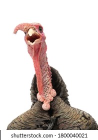 Screaming turkey isolated on white background.