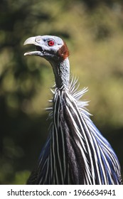 Screaming Vulturine Guineafowl Close Portrait Blurred Stock Photo ...