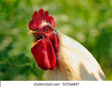 Screaming Cock