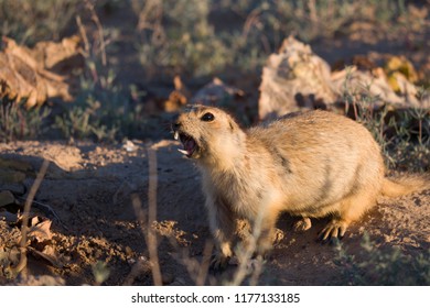 Screaming Of The Yellow Gopher