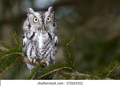 Screech Owl