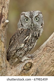 Screech Owl