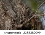 Screech owl in Everglades National Park, Florida 