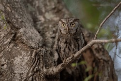 Screech Owl In Everglades National Park, Florida 