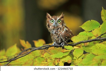 Screech owl on a branch. - Powered by Shutterstock