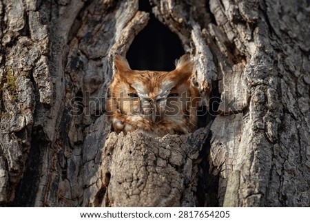 A screech owl in a tree