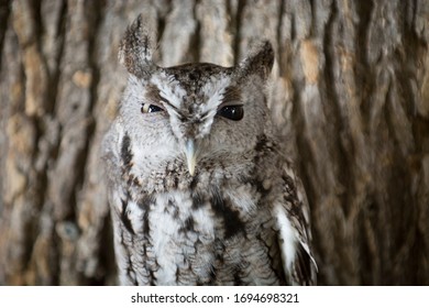 Screech Owl Upstate New York Adirondacks Winter Raptor Fest