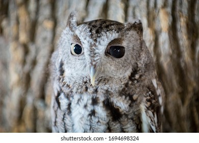 Screech Owl Upstate New York Adirondacks Winter Raptor Fest