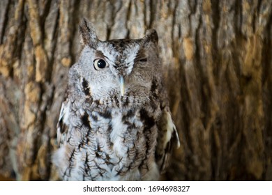 Screech Owl Upstate New York Adirondacks Winter Raptor Fest