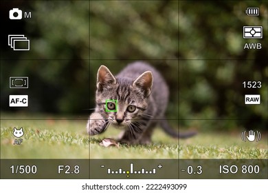 Screen or camera viewfinder with the photographic settings of an animal portrait