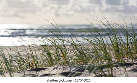 Screensaver Close Up Of Green Grass Vegetation (Ammophilia) On A Sandy Dune Beach During Sunrise, Currumbin Beach, Gold Coast, Queensland, Australia