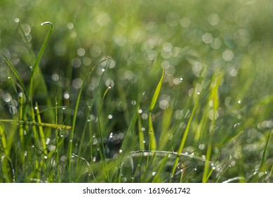 Screensaver Of Green Grass With Bokeh 