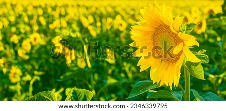 Screensaver with a sunflower in full bloom in the field, close-up with free space. idea for web banner, selective focus