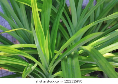 A Screw Pine Of The Genus Pandanus.