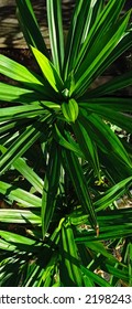 A Screw Pine Of The Genus Pandanus