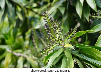 Screw Pine. It Is Native To Malesia, Eastern Australia, And The Pacific Islands.